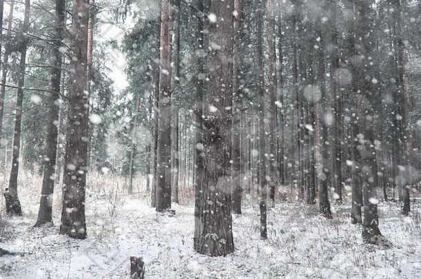 冬季森林。阳光明媚的冬日森林景观。雪-c