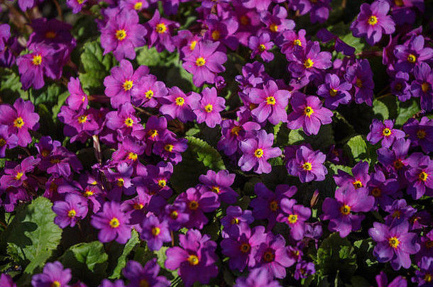 许多紫色的小花园花