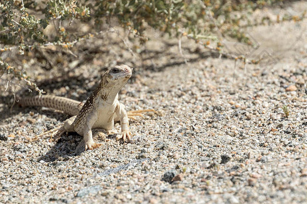 沙漠鬣蜥科切拉谷自然保存河畔县加州