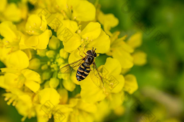 小食蚜蝇提要集群野生芥末花布鲁姆种植盒子日本公园野生可食用的植物收获