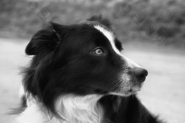 •安贝所说德维兹成功4月黑色的有怀特边境牧羊犬提出了