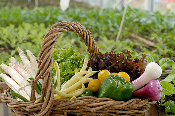 在温室内放置有机蔬菜的乡村手工藤蔓篮