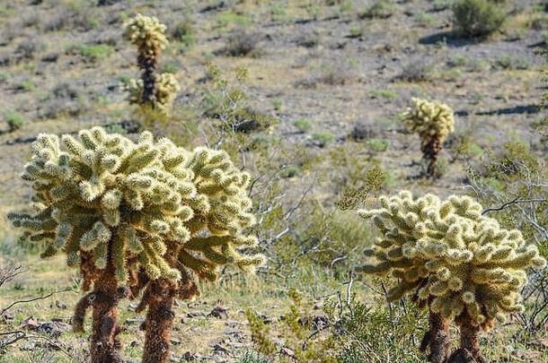 泰迪熊Cholla仙人掌属比格罗维黑色的山范围莫哈维族县索诺兰沙漠沙漠亚利桑那州美国