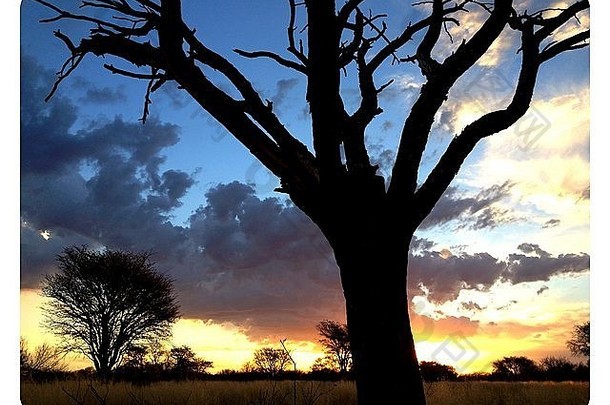 金日落非洲布什典型的稀树大草原布什维尔德景观轮廓刺树