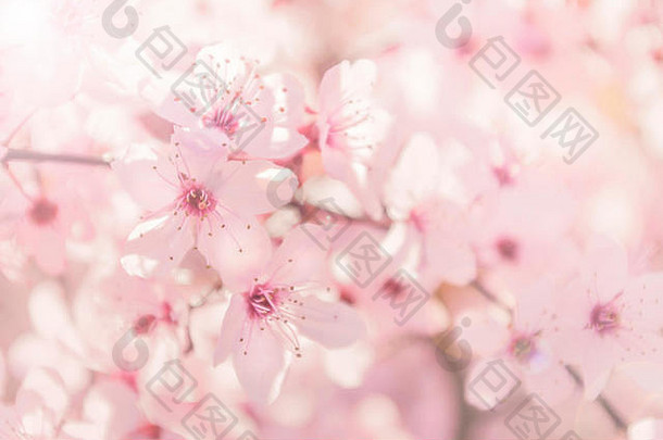 背景图片：在温暖的春日里，一棵开着粉红色小花的樱桃树被阳光照亮