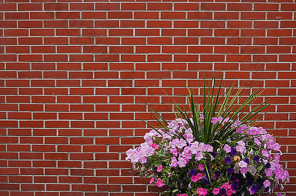 红砖墙与鲜花