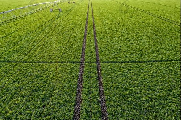 空中视图灌溉系统灌溉喷水灭火系统年轻的绿色小麦场无人机摄影