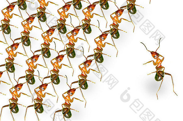 棕色（的）森林蚂蚁队列