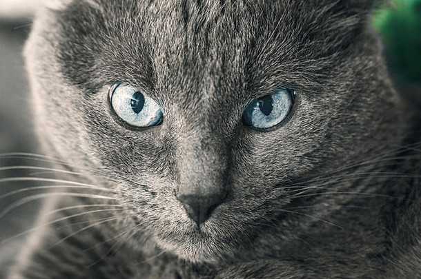 蓝眼睛成年灰猫肖像