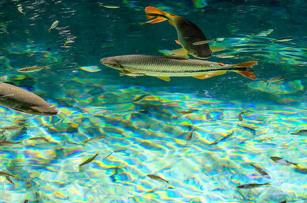布莱肯热闹皮拉普坦加鱼玻璃清晰的水salobra河好雅尔丁nobres,大巴西