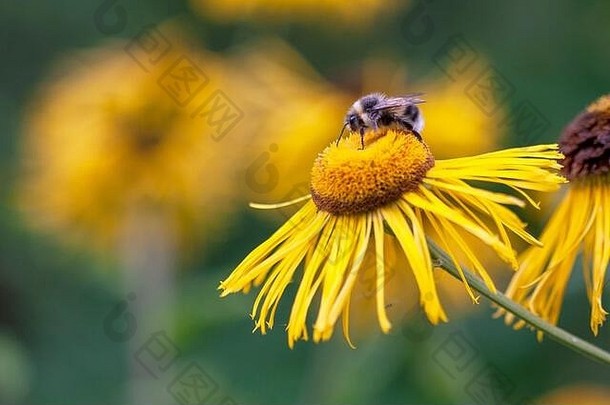 白尾大黄蜂，以黄色松果菊花为食。英国英国伯明翰