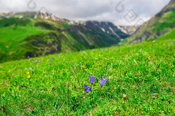 高加索高山上绿色草地上紫色花朵的特写