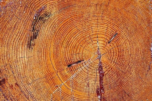近距离观察新鲜锯木。木质表面年轮的纹理。