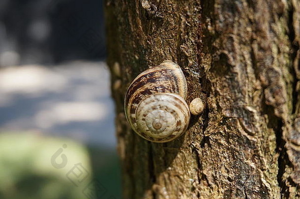 阳光明媚的夏日，蜗牛坐在树上