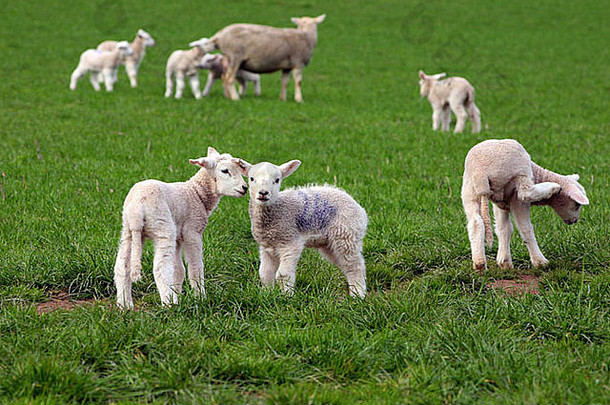 威尔士的春天羔羊