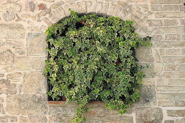 绿色艾薇日益增长的古老的墙