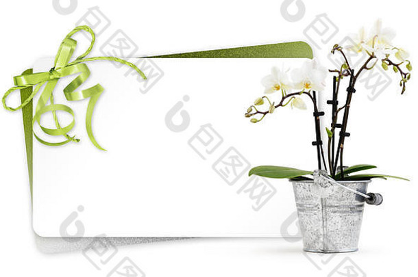 礼品卡和兰花植物装在盆形金属桶中，绿色丝带隔离在白色背景上，花店或礼物问候概念