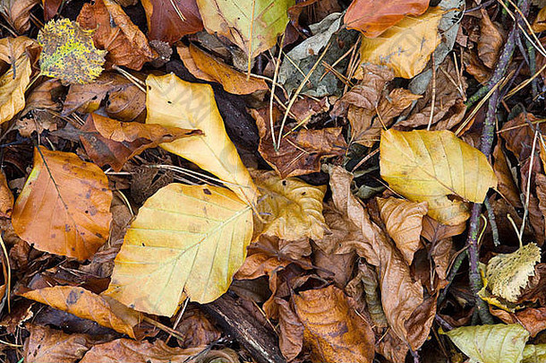 秋天给森林地面上的枯叶涂上了颜色