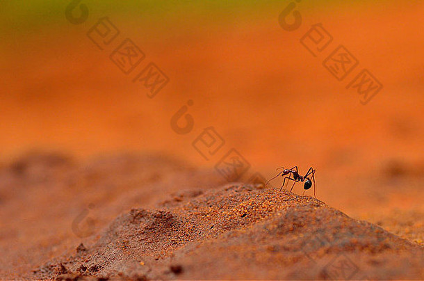 蚂蚁攀爬沙丘