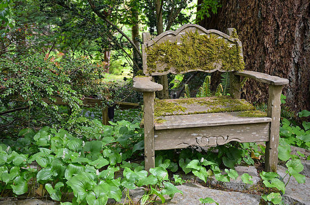花园里长满苔藓的旧木椅