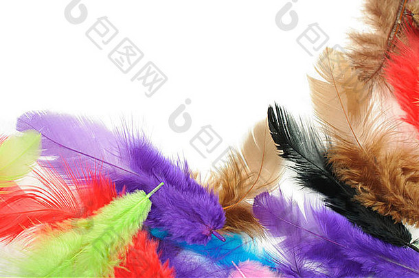 色彩斑斓的羽毛边境
