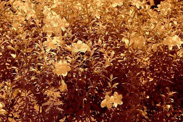 阿拉曼达花（Allamanda cathartica）夏天在热带花园中盛开。棕色调