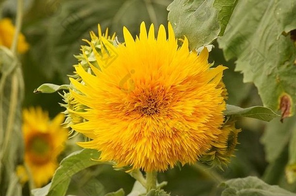 场向日葵完整的布鲁姆花朵明亮的黄色的花瓣很多绿色叶子蜜蜂不断上升的<strong>太阳</strong>
