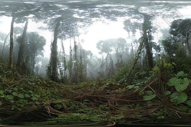 浓密的常绿热带雨林在雾中，4K 360照片