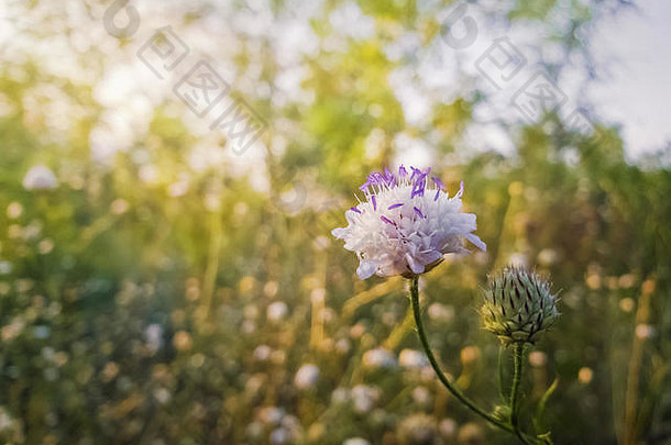 白色形式场山萝卜属植物克瑙蒂亚阿文西斯紫色的雌蕊开花草原自然小野花特写镜头