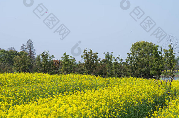 中国湖北省武汉市中央公园，蓝天下油菜地的黄色花朵。