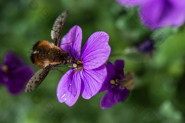 一种长在欧布里埃塔花上的大蜜蜂