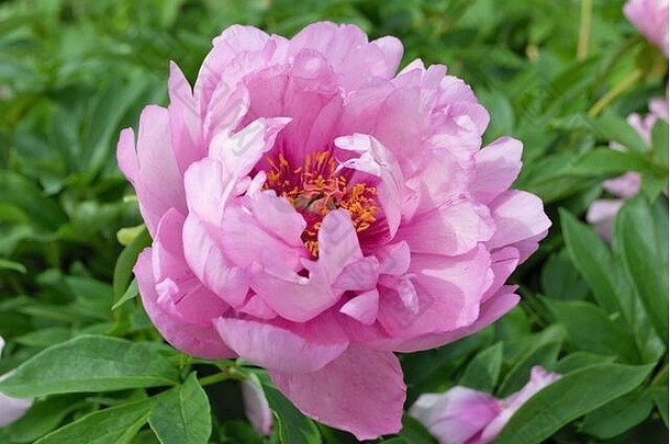 关闭味蕾花粉红色<strong>的牡丹</strong>布什花园芍药属花卉。