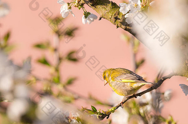一只漂亮的绿雀的水平照片。这只鸟栖息在盛开春花的樱桃树枝上。鸟有彩色的羽毛和明亮的羽毛