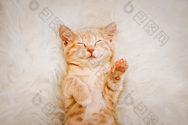 可爱的红色的小猫睡觉回来微笑爪子概念睡眠好早....