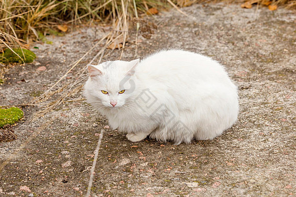 白色无家可归的人猫小道秋天草