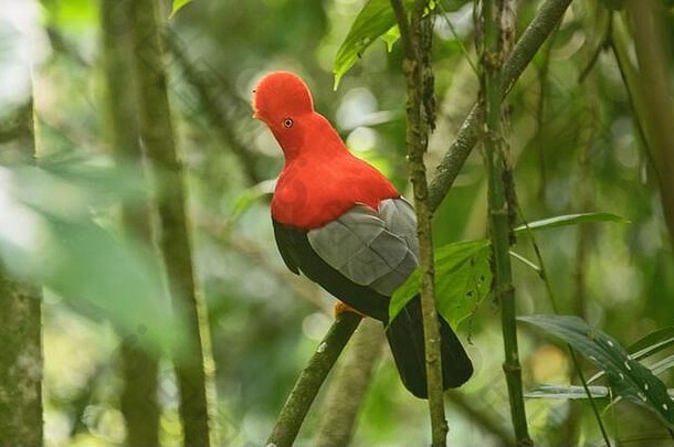 罕见的安第斯岩石公鸡（Rupicola），哥伦比亚贾丁