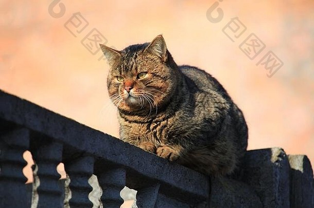 胖嘟嘟的脸颊和浓密的羊毛坐在篱笆上。一只吃饱的猫享受着无忧无虑的生活