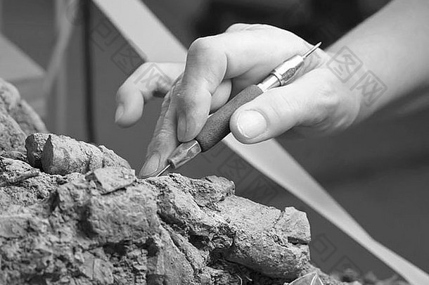 琳达·霍内克耐心地准备展示化石时右手的特写。琳达是一名志愿者。