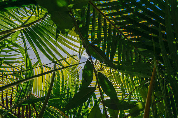 很多棕榈叶子覆盖天空热带雨林
