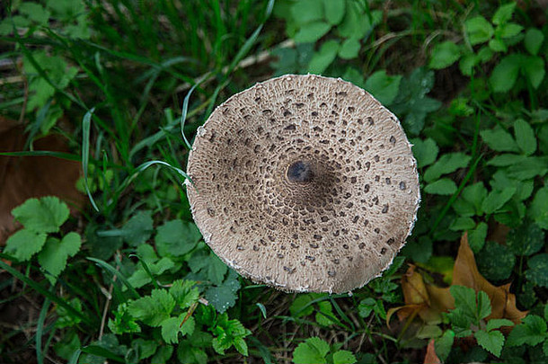 田间生长的大耳菇或阳伞蘑菇