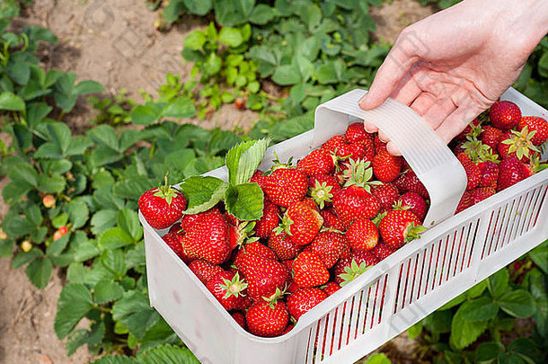 成熟的草莓采摘到白色塑料网