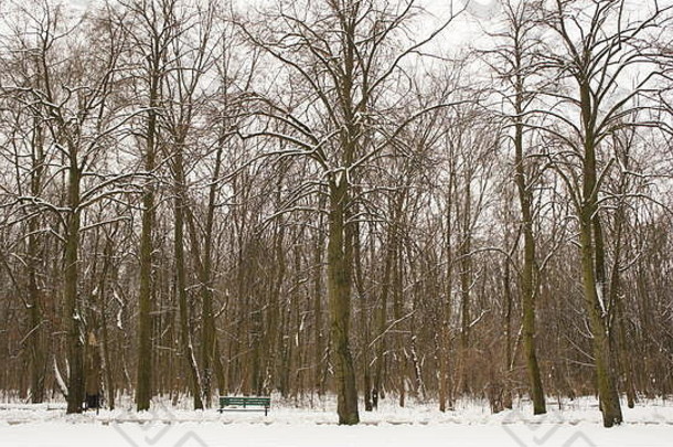雪板凳上冬天公园树回来地面