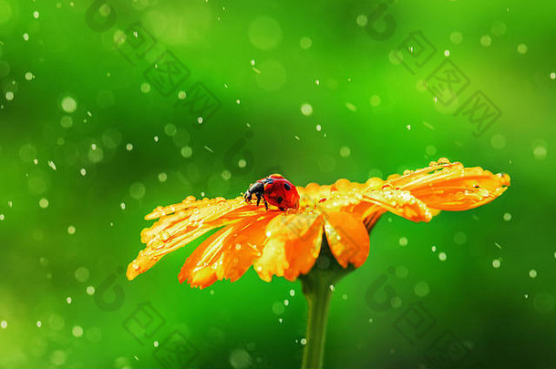 雏菊花上的瓢虫和水滴，抽象背景。