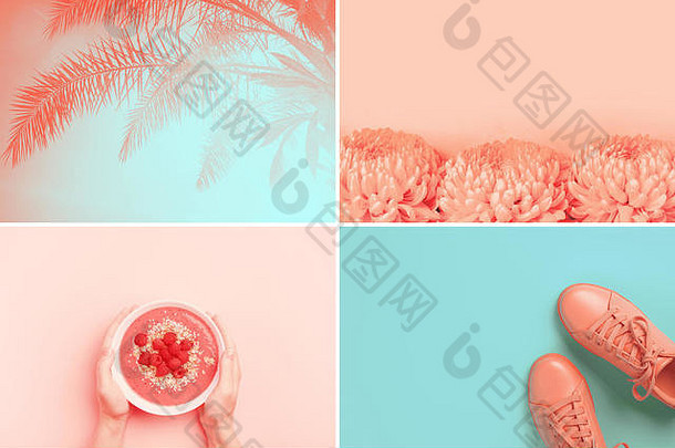 拼贴画使照片时尚的生活珊瑚颜色时尚的颜色生活珊瑚纠缠不休壳牌