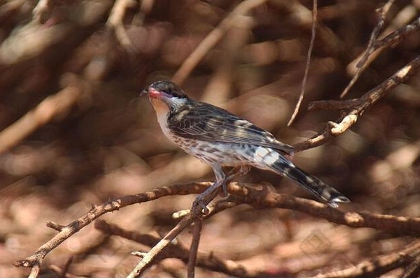 spiny-cheeked食蜜鸟棘皮rufogularis西方澳大利亚
