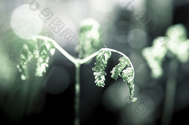 娇嫩的蕨类植物在早春<strong>绽放</strong>，浅浅的田野呈现出<strong>梦</strong>幻般的景象。