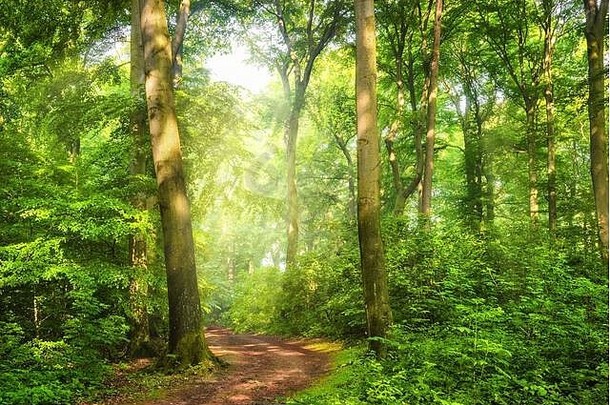 绿色森林发出的信息雾温暖的阳光下降弯曲的路径