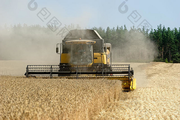 在阳光明媚的夏天，联合收割机在田里收割小麦