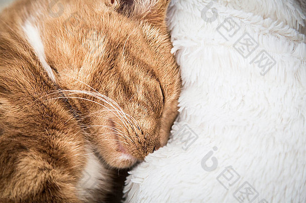 可爱的红色的猫睡觉沙发上毯子