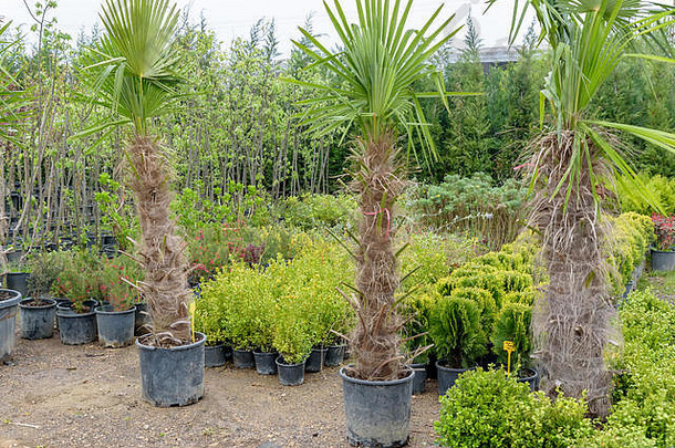 棕榈树植物塑料桶出售托儿所植物